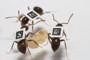 Markierte Ameisen